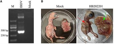 Isolation and genomic characteristics of the novel variant infectious bursal disease virus in China